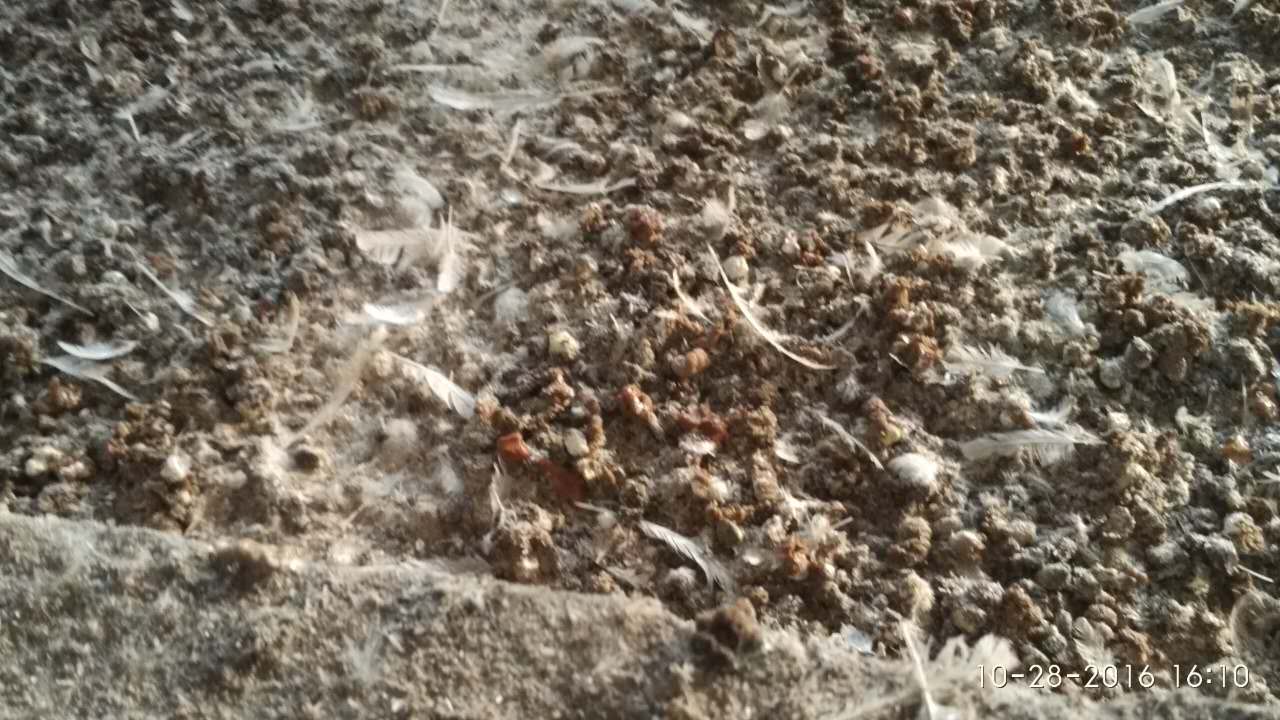 鸡爪干裂原因分析