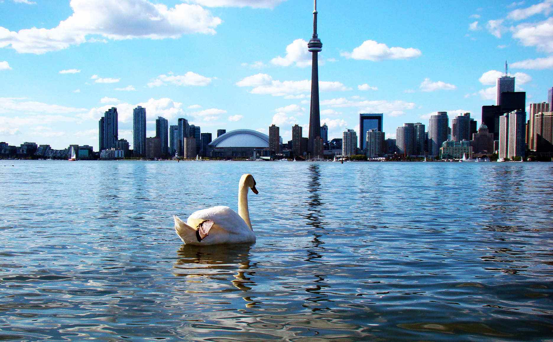 加拿大枫叶哪个城市最多,加拿大枫叶面积