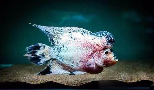 谨以此篇文章献给所有的爸爸,谨以此书献给所有守护光明的人