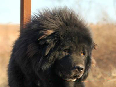 原生犬种中华田园犬,西方犬种真的比中华田园犬好吗