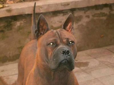 原生犬种中华田园犬,西方犬种真的比中华田园犬好吗