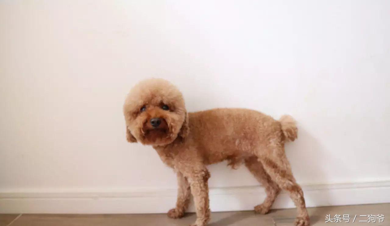 聊城爱犬通办狗证,济南市民为爱犬办狗证