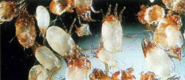 白糖生虫子能不能吃,白糖生虫能吃吗