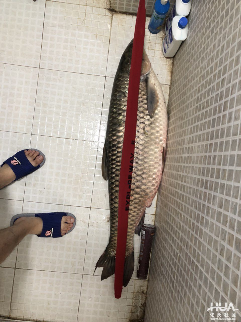 人打窝了,手机也掉水里了,终于把这大家伙弄上来了!