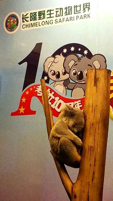 长隆广州野生动物园带娃游玩攻略,一大一小亲子游长隆野生动物园