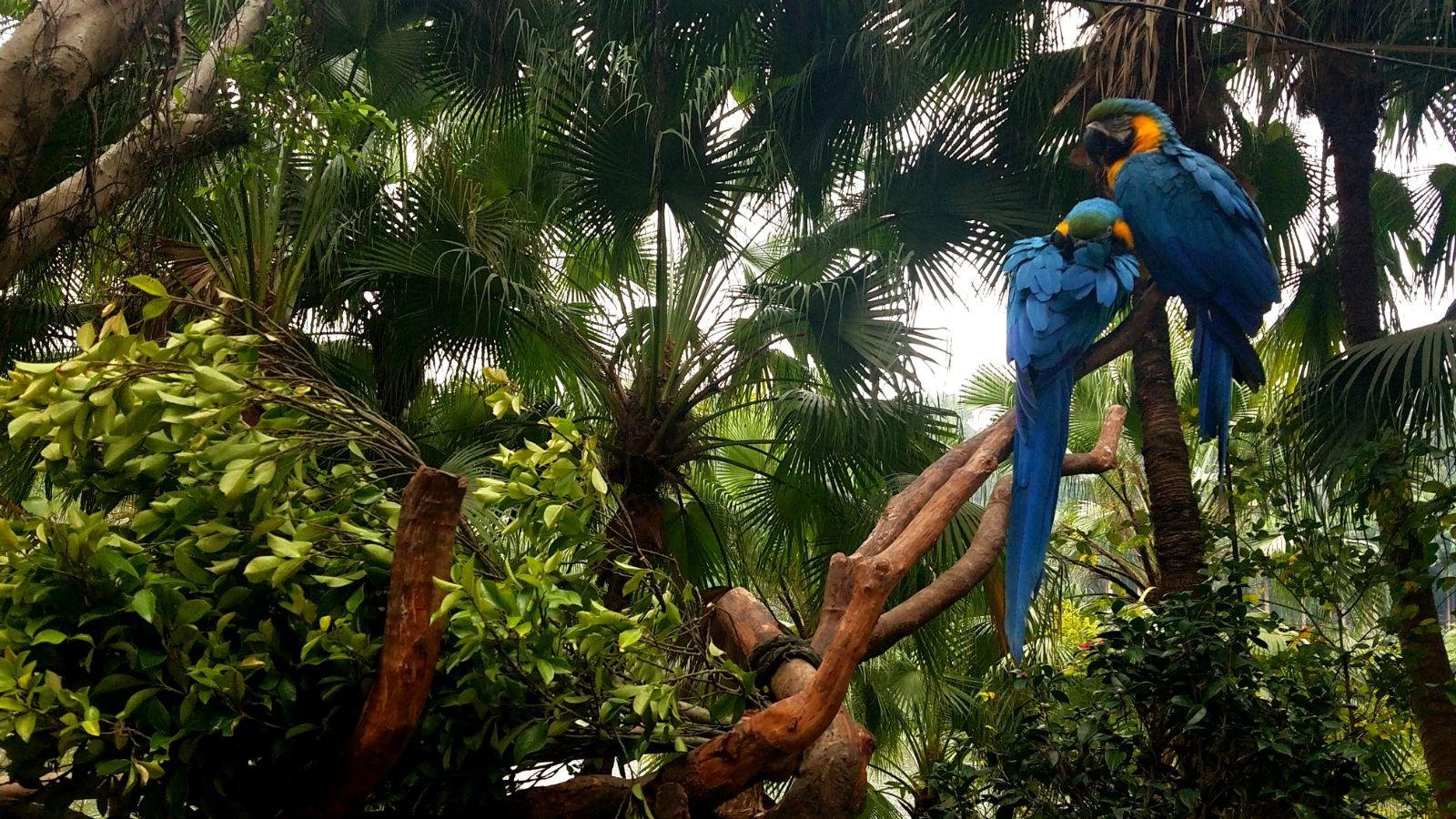 长隆广州野生动物园带娃游玩攻略,一大一小亲子游长隆野生动物园