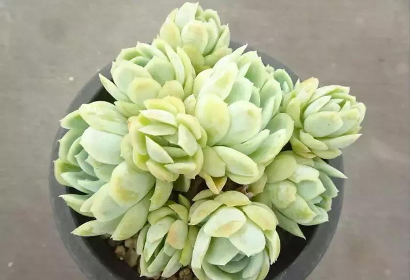 夏季多肉黑根烂根怎么处理,多肉赤腐病的处理方法