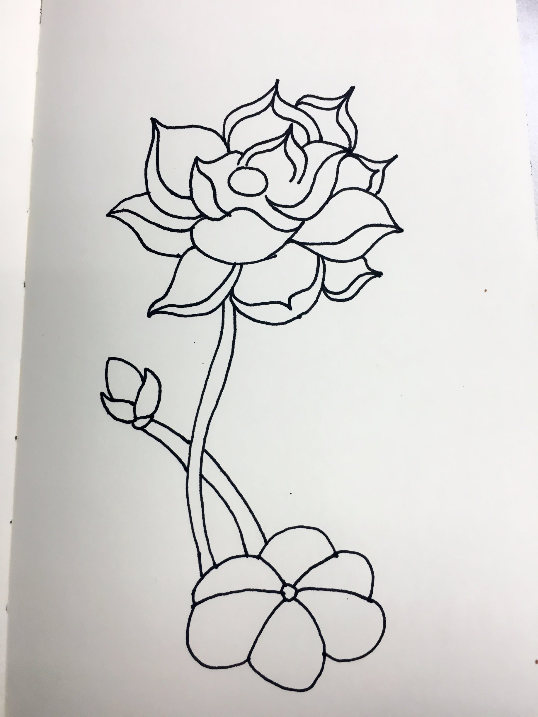 简单画荷花的步骤图解,画荷花好看又简单的教程