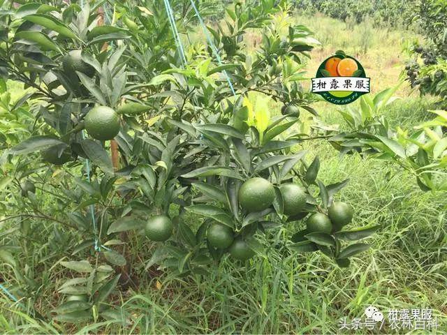 沃柑真假,真假沃柑