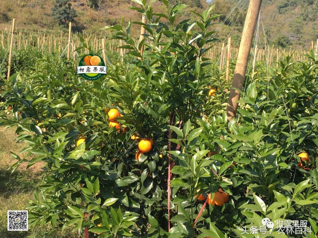 沃柑真假,真假沃柑