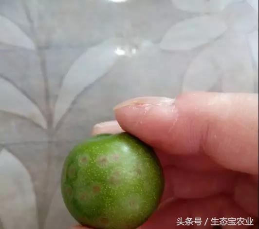 李子果面锈斑怎么形成的,果实表面得了炭疽病如何修复
