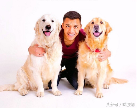 足球世界阿森纳队员,足球球星被恶搞