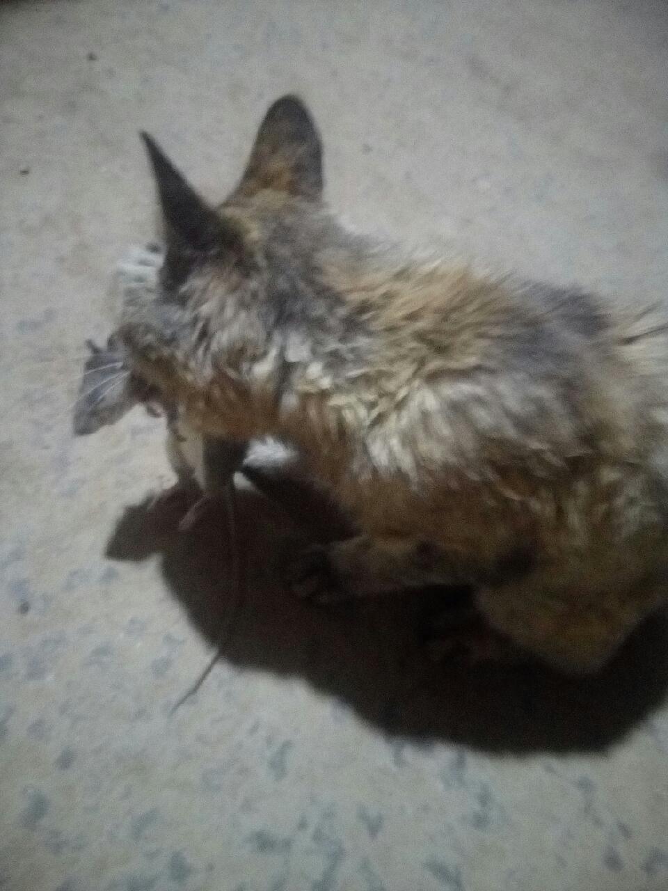 猫咪经常叼老鼠怎么办,猫咪给你叼老鼠怎么办