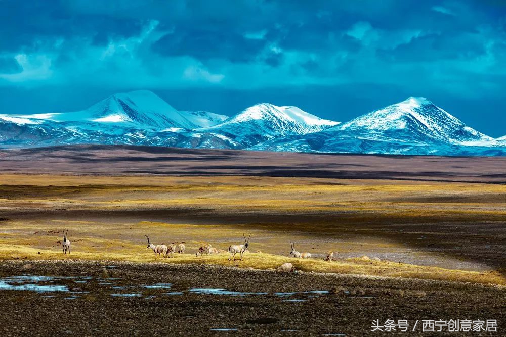 青海为什么频繁发生地震,青海人为什么长得好看