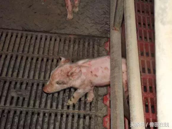 三十二种常见的猪病,100种常见的猪病