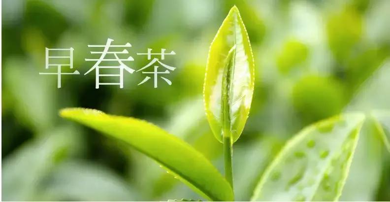 2000元一斤的信阳毛尖是什么档次,信阳毛尖100元一斤值得买吗