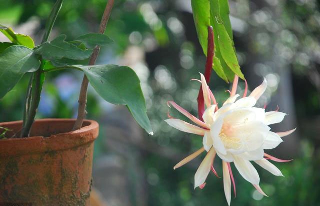 昙花扦插方法和注意事项,扦插昙花时候需要营养液吗