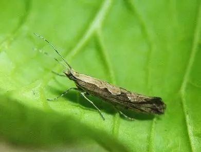 农作物害虫大全及防治,蔬菜害虫图片大全集