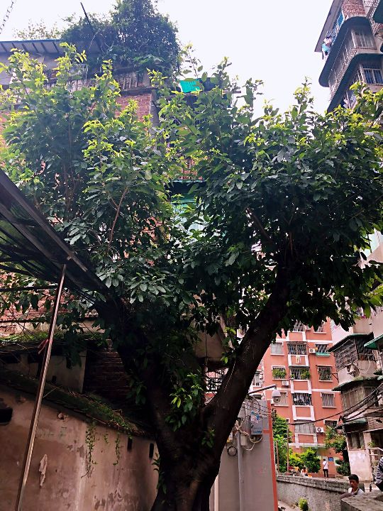 树根危害房屋如何处理,榕树长势茂盛危及电线引居民担忧