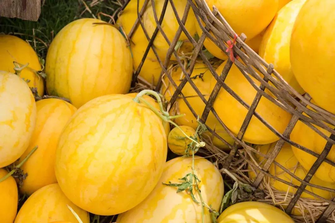 甜瓜｜伊丽莎白、金蜜、白兔、京玉、鲁厚甜1号、蜜兰、流星……