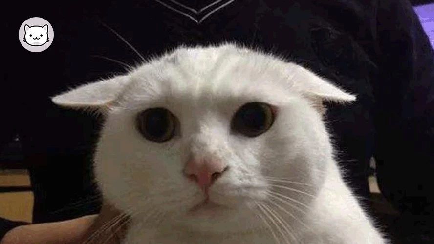 「喵百科」从胡须、耳朵、尾巴看透猫在想什么！