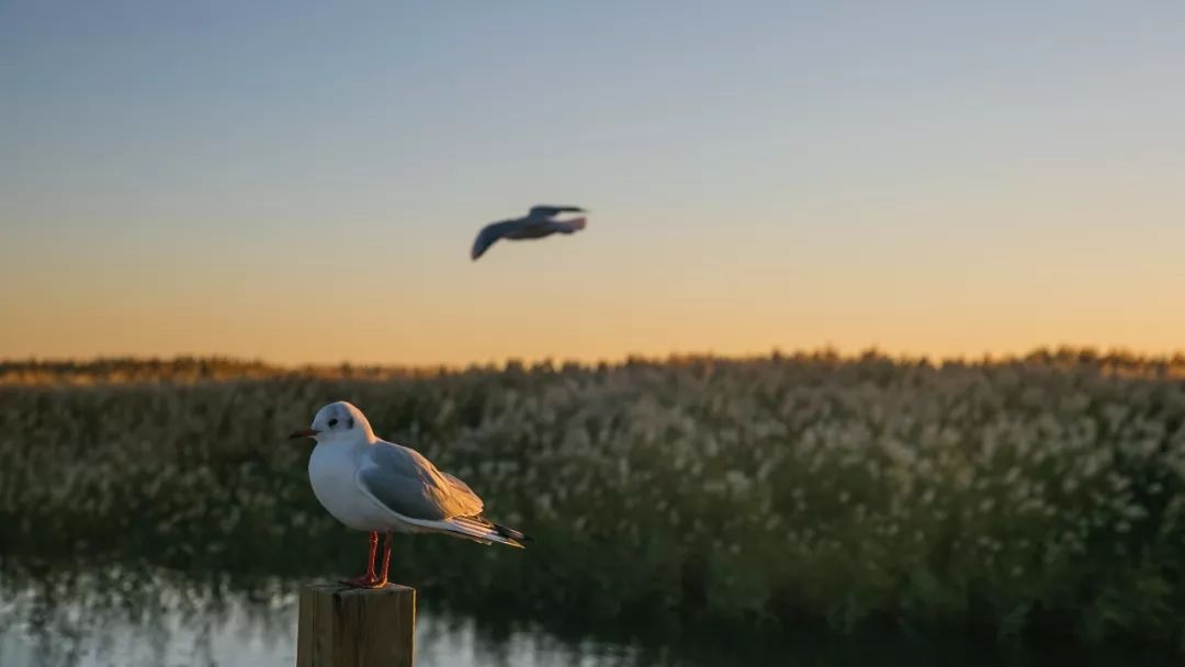 24-70mm焦段适合拍什么,24-70适合挂机吗