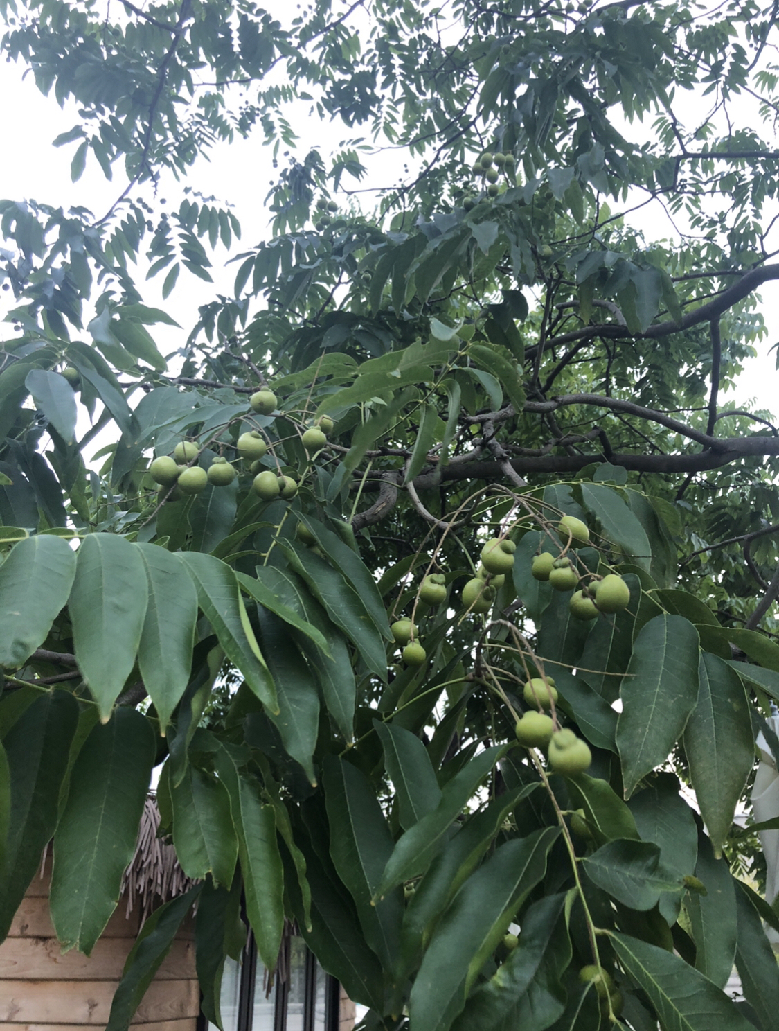 无患子鬼见愁什么意思,无患子鬼见愁的由来