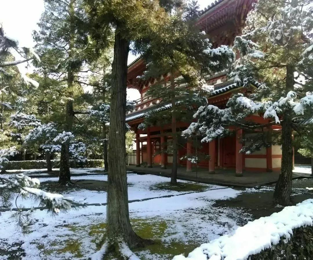 一休哥长大后，颠覆你的童年：77岁还恋爱，称自己淫酒淫色亦淫诗