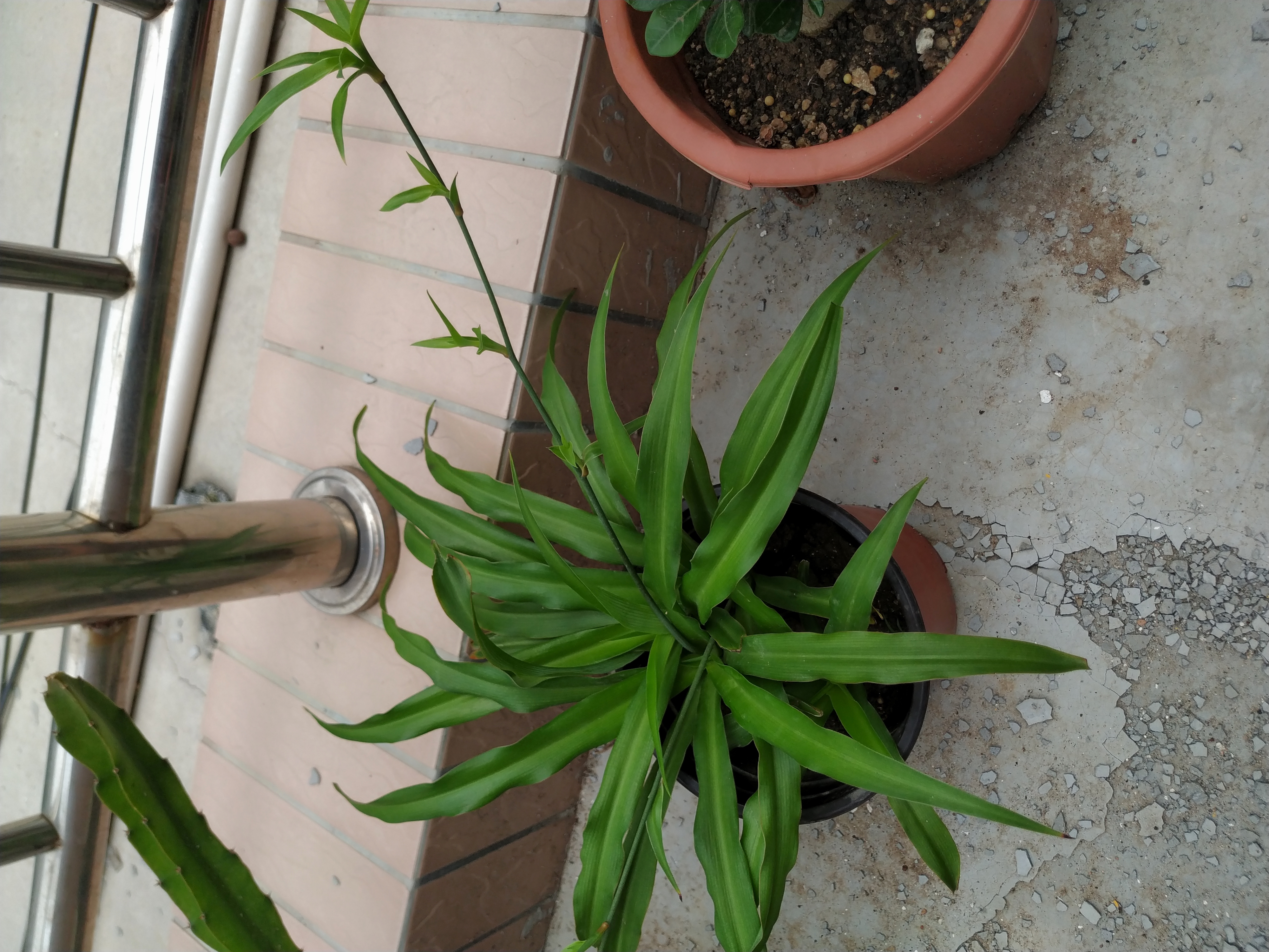 吊兰干尖焦枯怎么治疗,金边吊兰黄叶干尖怎么办