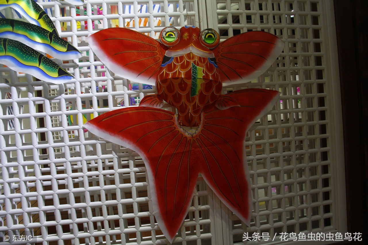 硝化细菌对鱼类的作用,温度对硝化细菌的影响