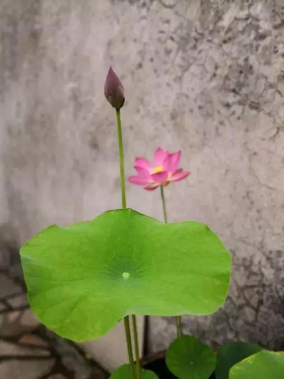 为了种花，老婆把老家的水缸偷来了，骗老妈说腌咸菜！