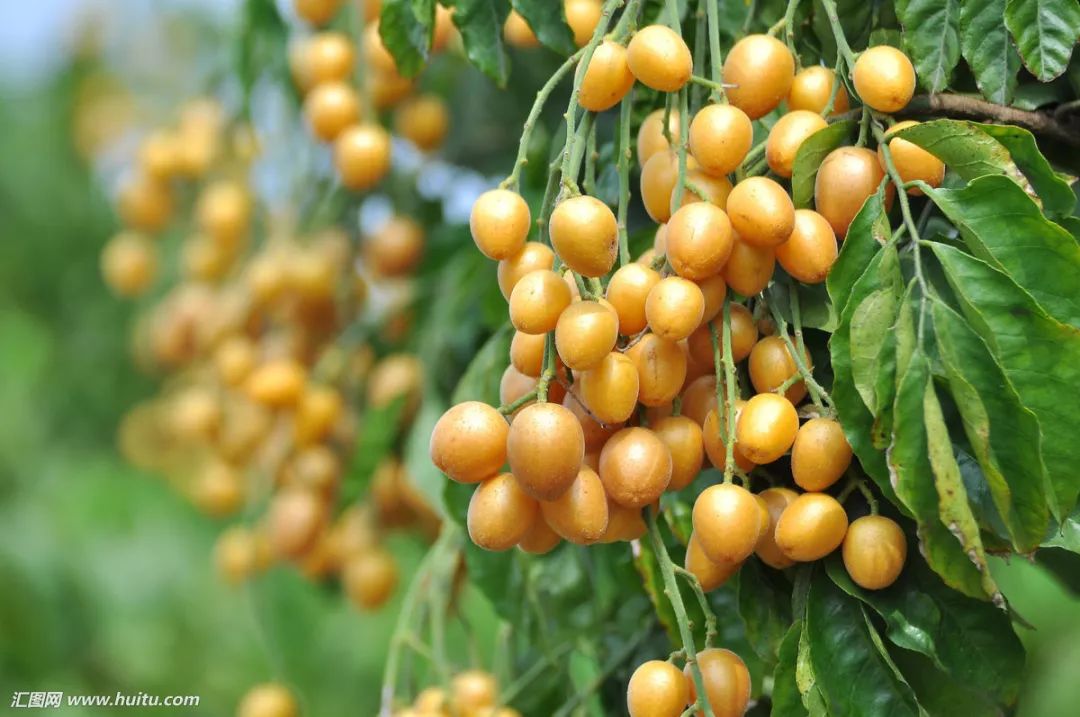 防城港美食海鲜,防城港特产海鲜干货