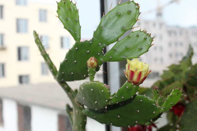 仙人掌烂根如何挽救,仙人掌嫁接蟹爪兰仙人掌烂根了