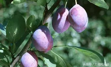 55元一斤的水果有哪些,5-6元一斤的水果有哪些