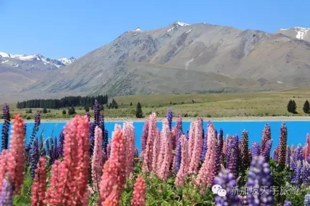 新西兰纯净之旅,10天时间旅游攻略