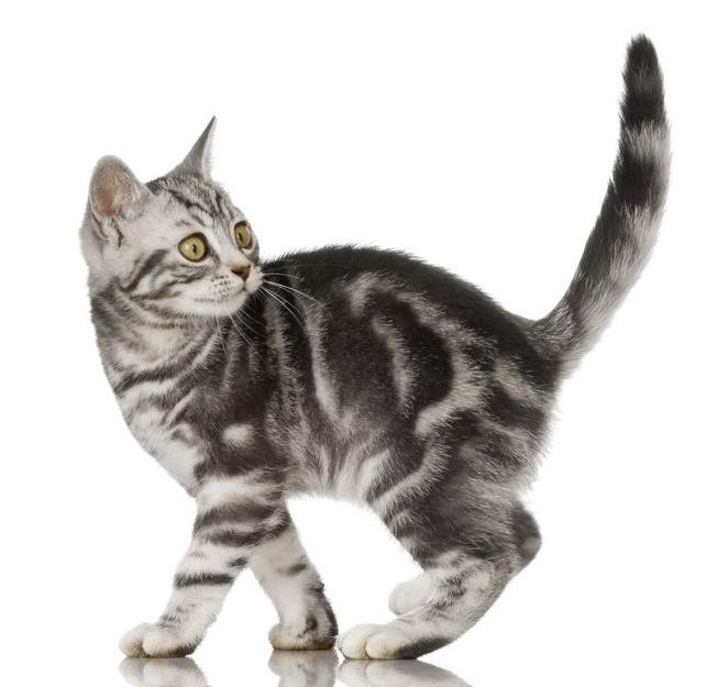 买猫去宠物店还是猫市场好一点,买猫最好到宠物店买还是到网上买