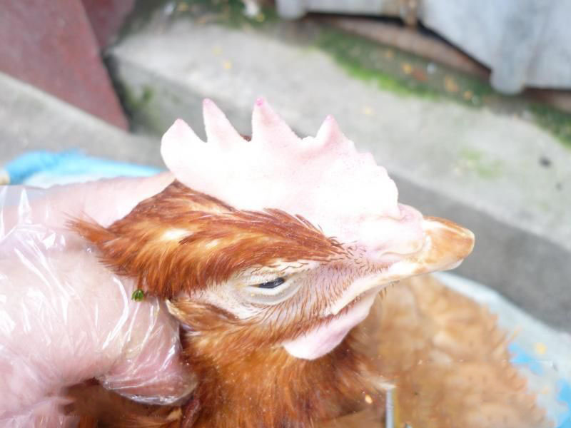 原虫破坏白细胞,鸡白细胞原虫病危害