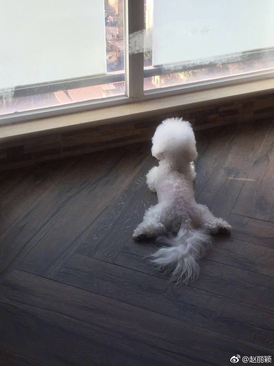 赵丽颖发毛球引发热搜,赵丽颖辟谣怀孕劈叉图