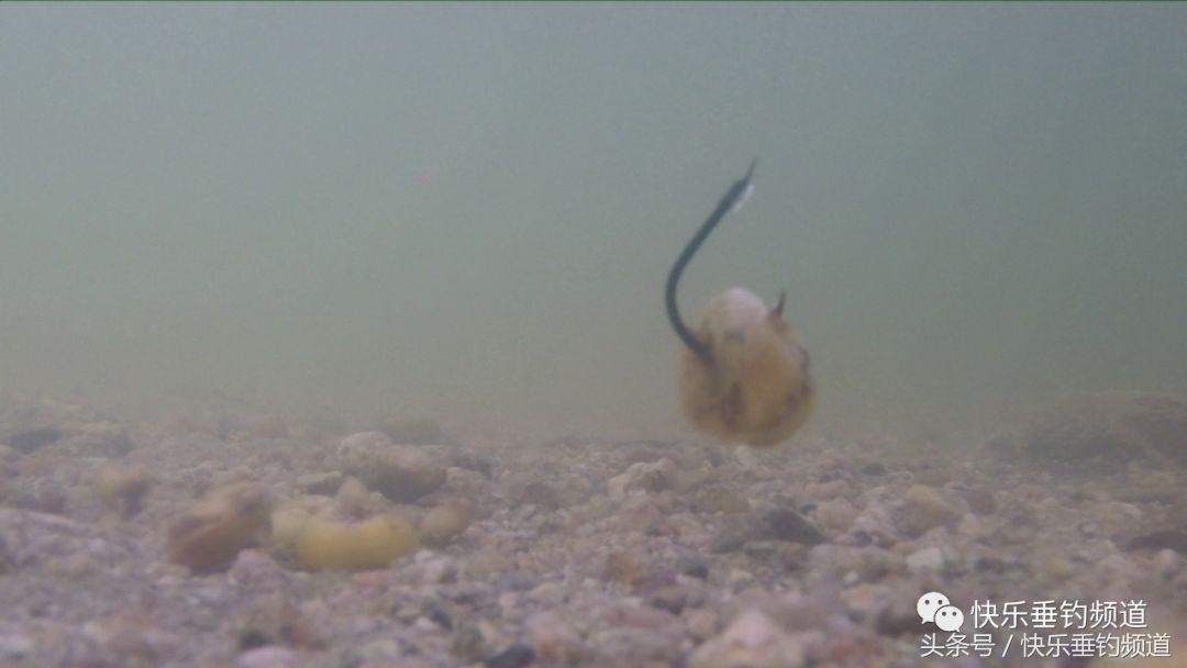 夏季用玉米粒钓草鱼怎样调漂,夏季钓草鱼用多长的鱼竿