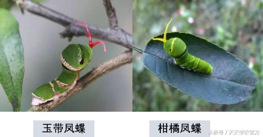 喷柑橘红蜘蛛喷什么农药好,生物叶面肥防治柑橘红蜘蛛