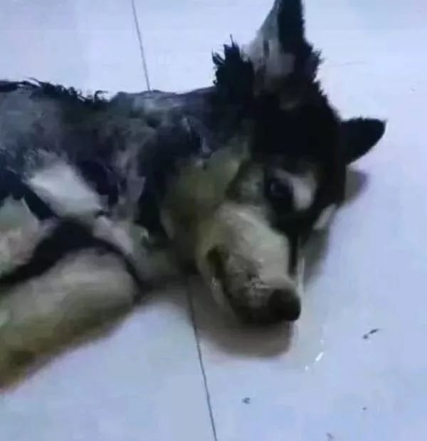 猫把电线咬破怎么办,猫咬电线被炸成小糊脸