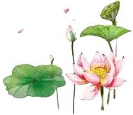 何湛兮:荷花的别名与诗词