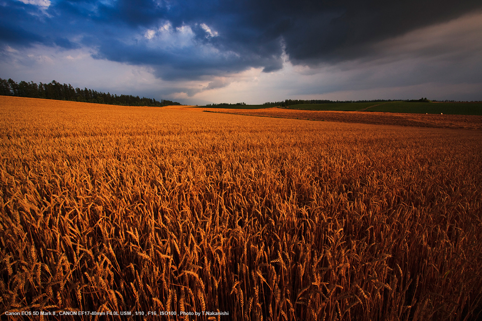 佳能17-40mm和24-70镜头评测,佳能17-40镜头最新款