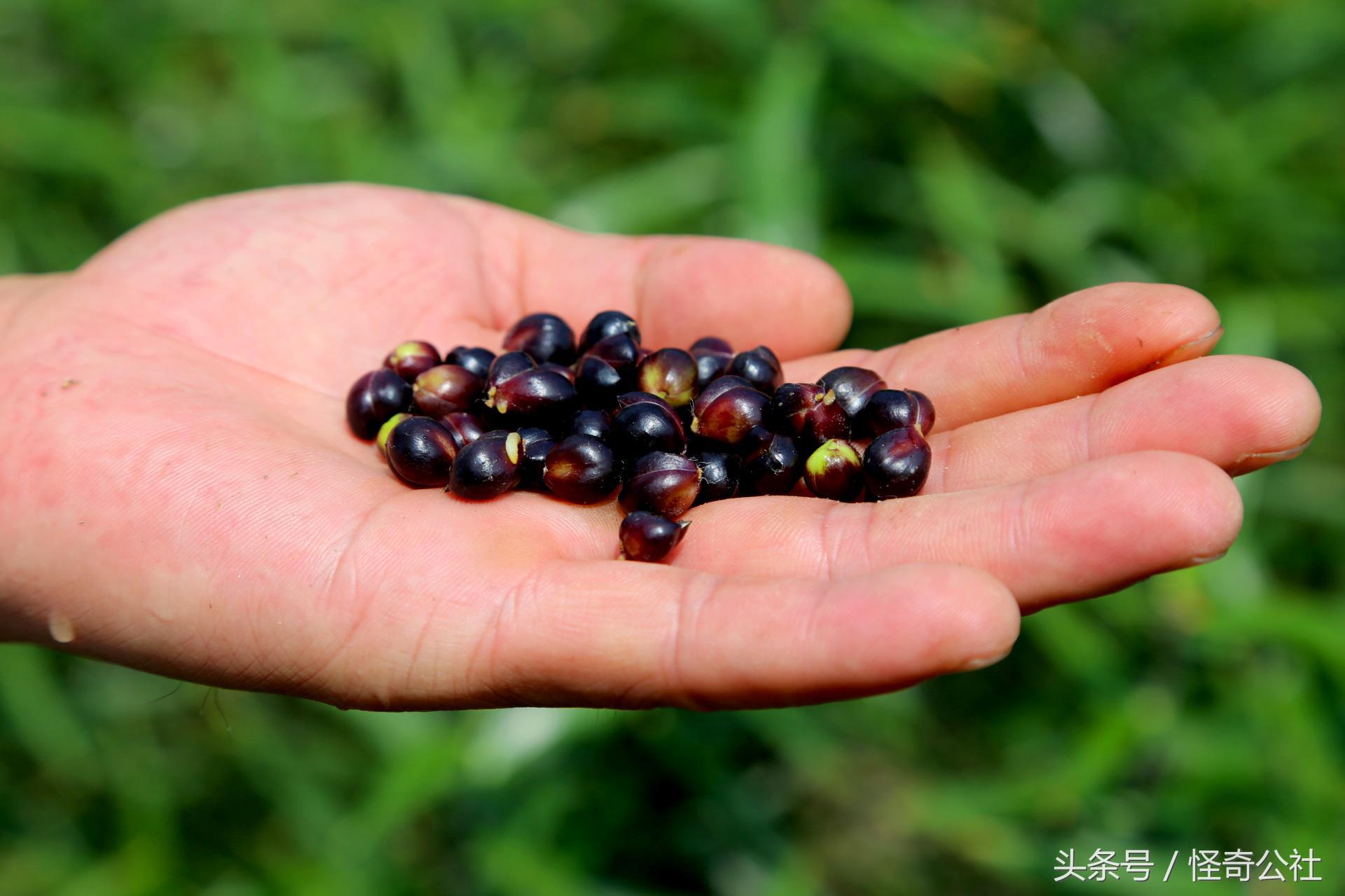 宜昌新鲜百合,宜昌百合新鲜