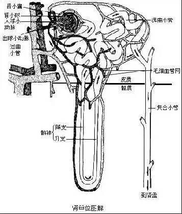 45-55生命的高危期请记住这4件事,46-55岁是生命高危期