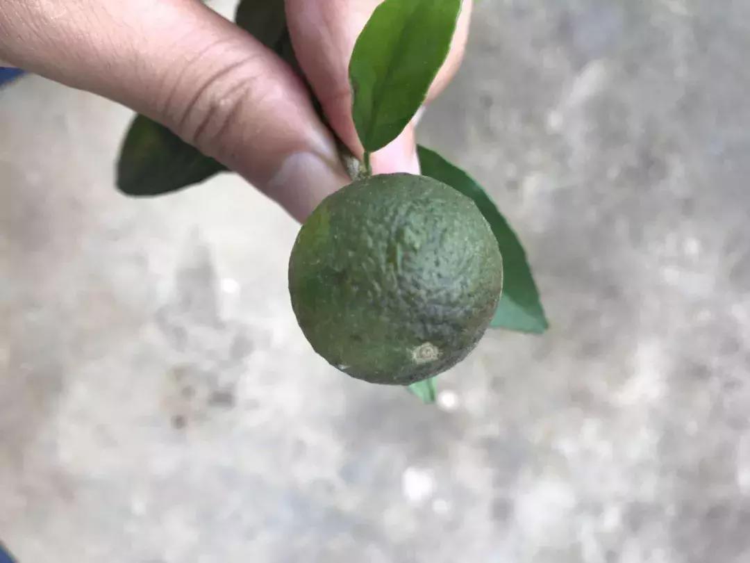 杀虫药锈壁虱,锈壁虱什么时间开始危害