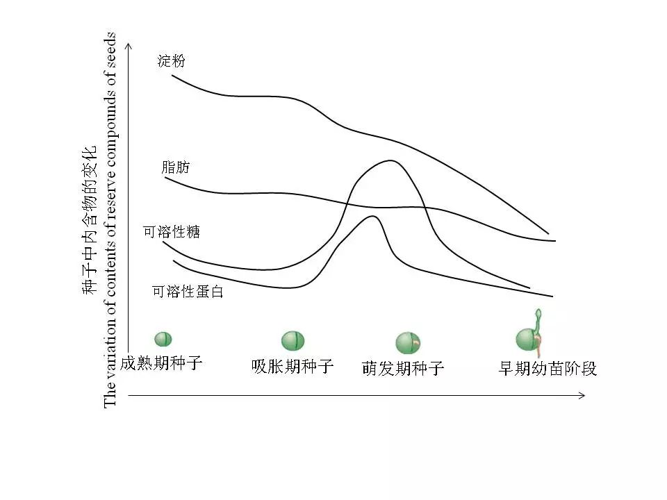 种子发芽了容易倒,种子发芽会不会坏