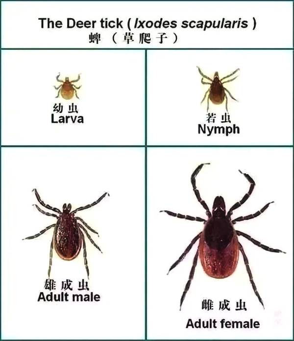 蜱虫高发季身上冒出小黑点别大意,警惕又到蜱虫活跃期