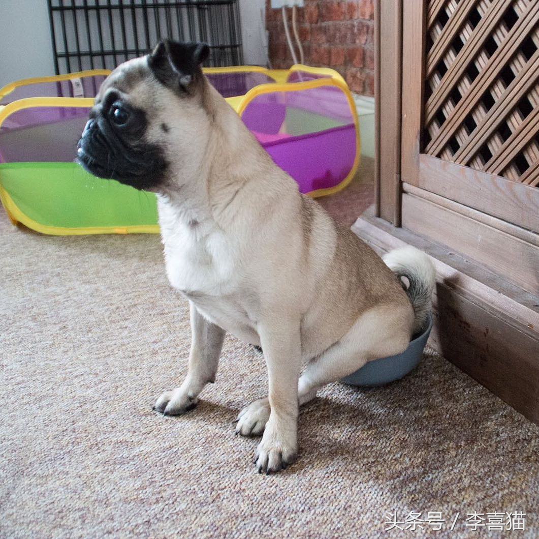 巴哥犬到底有多聪明,愁云满面