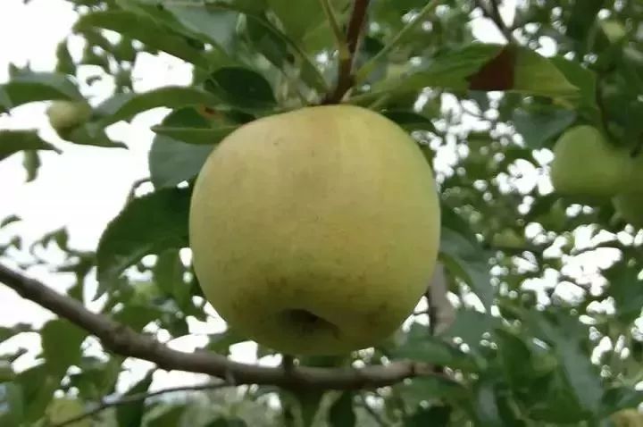 晚上吃苹果为什么堪比砒霜,为什么说苹果晚上吃是毒果